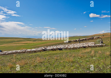 Herde von Schafen in der einsamen Steppenlandschaft in der Nähe von David Gareja, Georgia Stockfoto