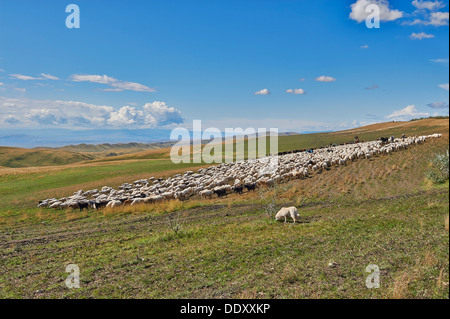 Herde von Schafen in der einsamen Steppenlandschaft in der Nähe von David Gareja, Georgia Stockfoto