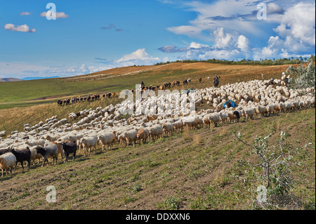 Herde von Schafen in der einsamen Steppenlandschaft in der Nähe von David Gareja, Georgia Stockfoto