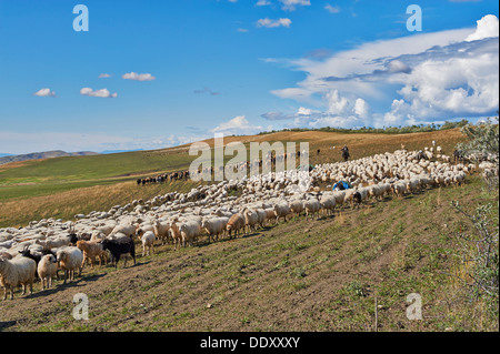 Herde von Schafen in der einsamen Steppenlandschaft in der Nähe von David Gareja, Georgia Stockfoto