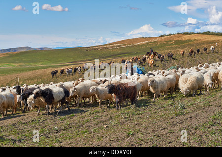 Herde von Schafen in der einsamen Steppenlandschaft in der Nähe von David Gareja, Georgia Stockfoto