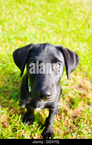 Drei Monate alten Welpen Kopfschuss gemischt schwarze Labrador Collie namens Alfie Stockfoto