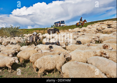 Herde von Schafen in der einsamen Steppenlandschaft in der Nähe von David Gareja, Georgia Stockfoto