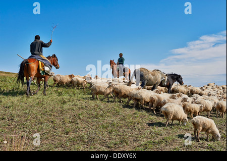 Herde von Schafen in der einsamen Steppenlandschaft in der Nähe von David Gareja, Georgia Stockfoto