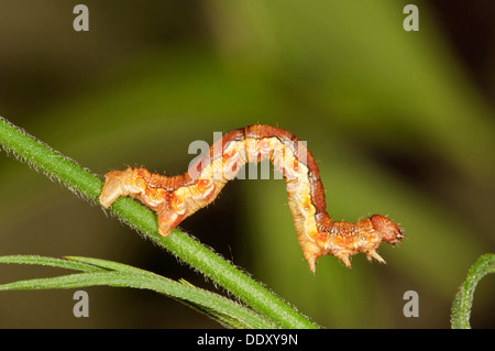 Fleckige Umbra (Erannis Defolaria), Raupe auf Nahrungssuche Stockfoto