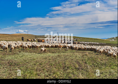 Herde von Schafen in der einsamen Steppenlandschaft in der Nähe von David Gareja, Georgia Stockfoto