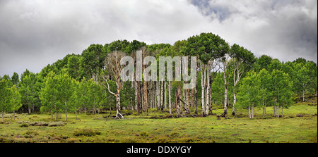 Grünen Wald von gemeinsamen Aspen oder Beben Aspen (Populus Tremula), in der fruchtbaren Hochebene von Boulder Mountain Stockfoto