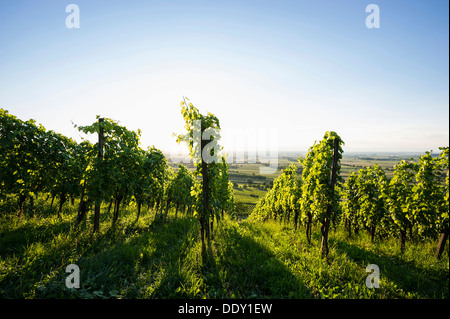 Reben im Weinberg, mit Blick auf das Rheintal Stockfoto