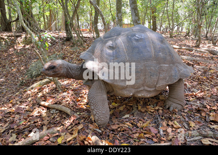 Aldabra-Riesenschildkröte (Aldabrachelys Gigantea) Stockfoto