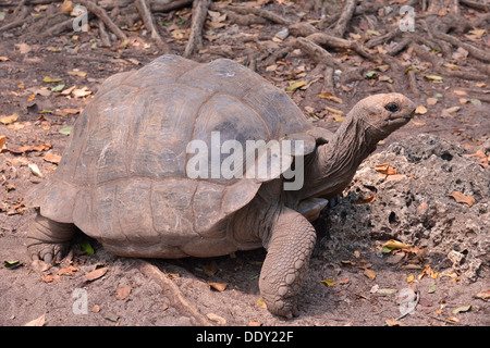 Aldabra-Riesenschildkröte (Aldabrachelys Gigantea) Stockfoto