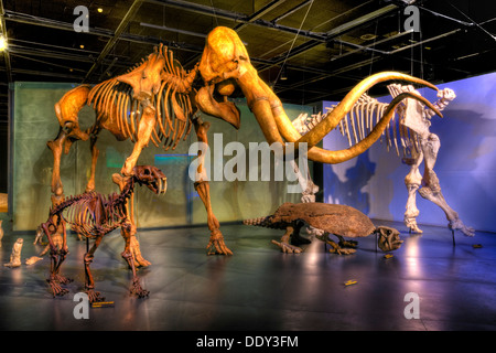 Dinosaurier-Skelette im Museo del Desierto Stockfoto