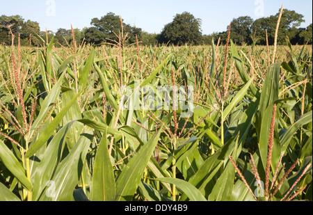 Ernte Mais wächst in Feld Suffolk England Stockfoto