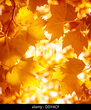 Dry autumnal leaves background, golden maple tree foliage, bright yellow sun shine, autumn park, seasons change, fall nature Stockfoto