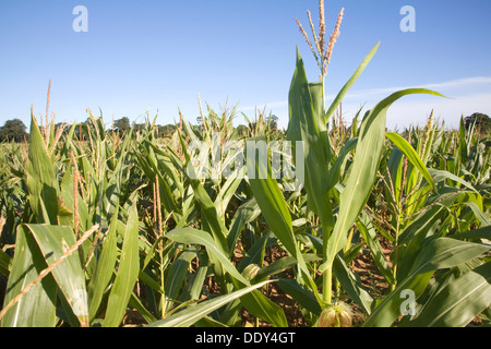 Zuckermais Mais Pflanzen wachsen im Feld Suffolk England Stockfoto