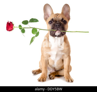 französische Bulldogge mit einer Rose im Mund vor weißem Hintergrund Stockfoto