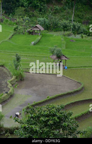 Indonesien, Bali Insel, Bauern, die Aussaat im Reisfeld im Osten in der Nähe von Amiapura Stockfoto