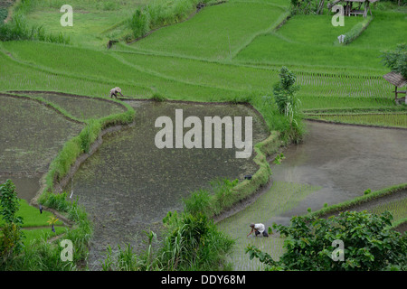 Indonesien, Bali Insel, Bauern, die Aussaat im Reisfeld in der Nähe von Amiapura in der Region Ost Stockfoto