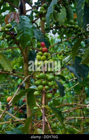 Kaffee (Coffea Arabica) Stockfoto