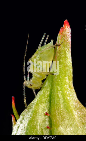 Große Rose Aphid (Macrosiphum Rosae), Pest auf eine Rose (Rosa) Knospe, Makroaufnahme Stockfoto