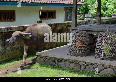 Indonesien, Insel Bali, Tenganan, buffalo wandern frei im Dorf Stockfoto