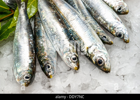 Frische Sardinen auf Eis. Stockfoto