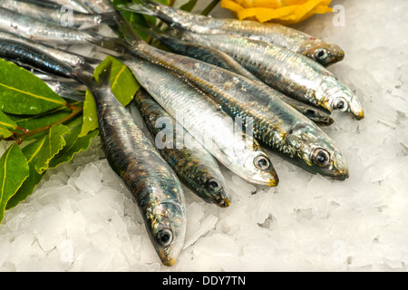 Frische Sardinen und Sardellen auf Eis. Stockfoto