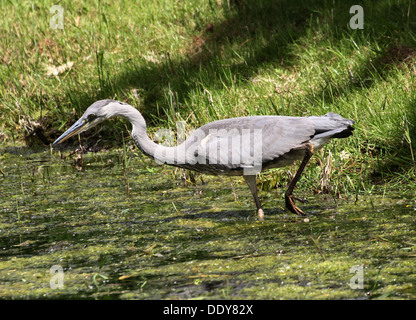 Detaillierte Nahaufnahme eine juvenile Europäische Graureiher (Ardea Cinerea) Angeln entlang des Ufers Stockfoto