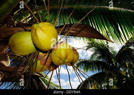 Kokosnüsse hängen von einer Kokospalme (Cocos Nucifera) Stockfoto