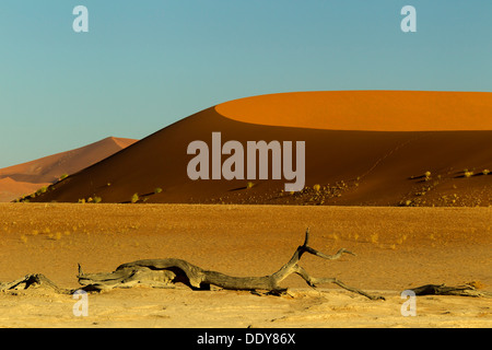 Sanddüne im frühen Morgenlicht Stockfoto