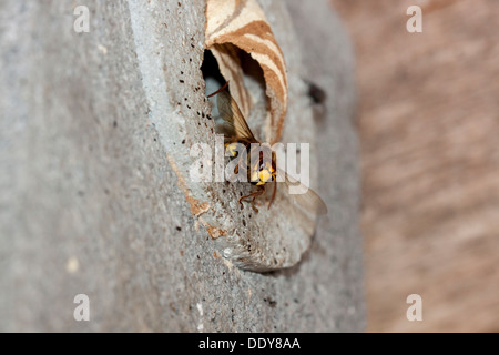 Hornisse (Vespa Crabro), in seinem Nest in einem künstlich bereitgestellten hohlen Stein Stockfoto