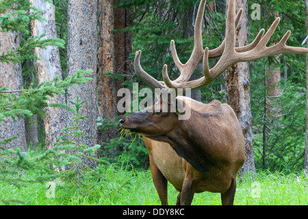 Großen Stier Elch stehend auf einer Wiese in den Wald im Yellowstone National Park Stockfoto