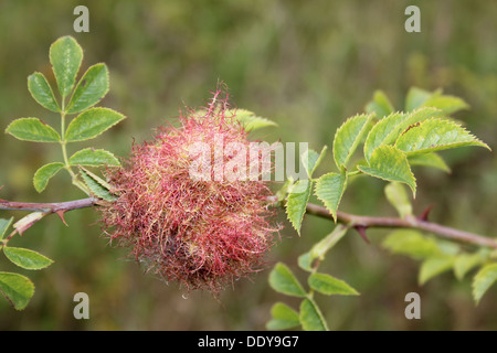 Bedeguar a.k.a. Robins Nadelkissen Gall auf Hundsrose Rosa Canina durch Gall Wasp Diplolepis Rosae verursacht Stockfoto