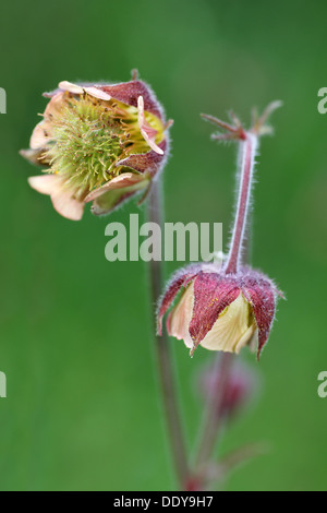 Wasser Avens Geum rivale Stockfoto