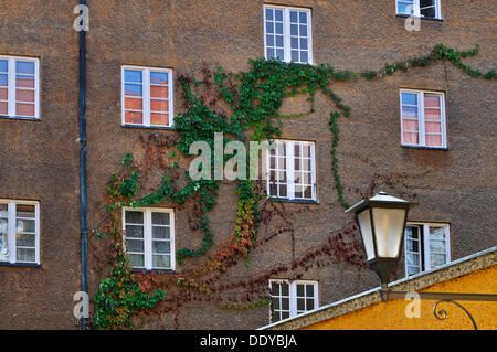 Wildem Wein oder 5-blättrig Efeu (Parthenocissus Quinquefolia) an einer Fassade in der Borstei, eine Erbe geschützt Wohn- Stockfoto