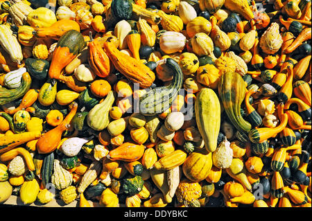 Kürbisse (Cucurbita) und dekorative Kürbisse, Bayern Stockfoto