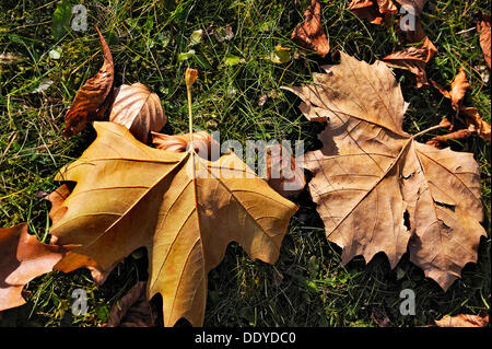 Herbstliche Ahorn (Acer)-Blätter, Bayern Stockfoto
