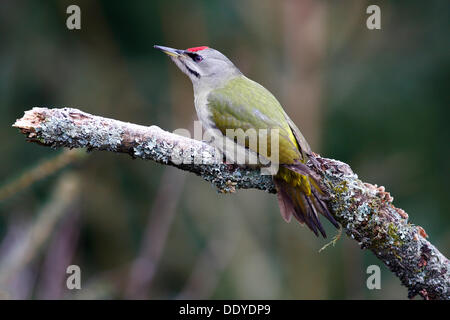 Grauspecht (Picus Canus), junger Mann sitzt auf einem Ast mit Raureif Stockfoto