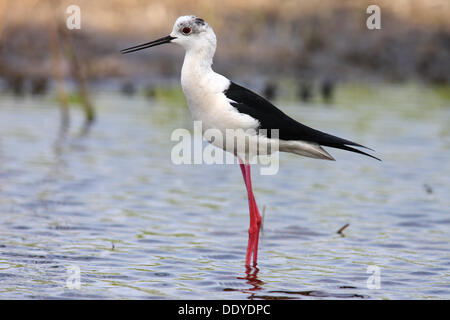 Stelzenläufer (Himantopus Himantopus), männliche im flachen Wasser stehend Stockfoto