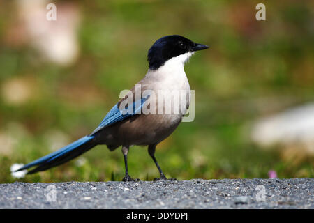 Azure-winged Elster (Cyanopica Cyana) sitzen auf der Straße, Extremadura, Spanien, Europa