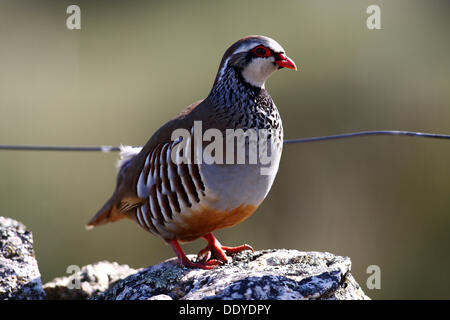 Rothuhn (Alectoris Rufa) auf Steinwand, Extremadura, Spanien, Europa Stockfoto