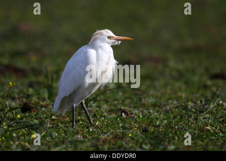 Kuhreiher (Bubulcus Ibis, Ardeola Ibis) stehen in Wiese, Extremadura, Spanien, Europa Stockfoto