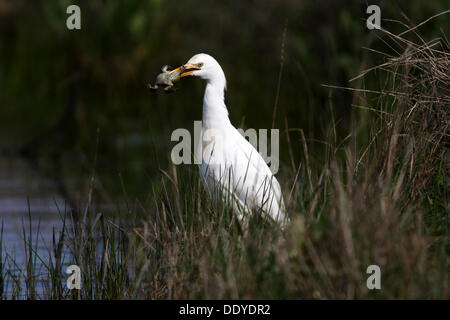 Kuhreiher (Bubulcus Ibis, Ardeola Ibis), Auffangschale Kröte, Extremadura, Spanien, Europa Stockfoto