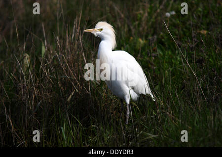 Kuhreiher (Bubulcus Ibis, Ardeola Ibis), stehend in Wiese, Extremadura, Spanien, Europa Stockfoto