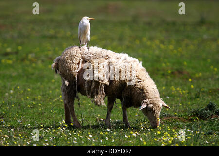 Kuhreiher (Bubulcus Ibis, Ardeola Ibis) Reiten auf Rückseite eine grasende Schafe, Extremadura, Spanien, Europa Stockfoto