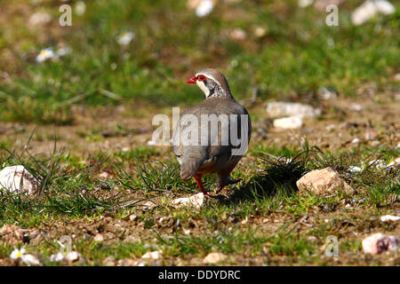 Rothuhn (Alectoris Rufa) zu Fuß auf steinigen Wiese, Extremadura, Spanien, Europa Stockfoto