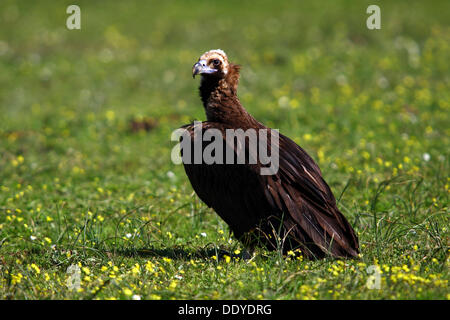 Cinereous Vulture (Aegypius Monachus) sitzt auf einer Wiese, Extremadura, Spanien, Europa Stockfoto