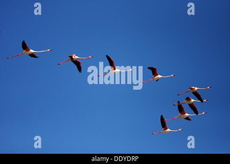 Amerikanische Flamingo (Phoenicopterus Ruber), strömen fliegen, Camargue, Frankreich, Europa Stockfoto