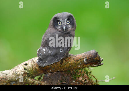 Boreal Eule oder Eule der Rauhfußkauz (Aegolius Funereus), juvenile thront auf einem Zweig, Neunkirchen, Siegerland region Stockfoto