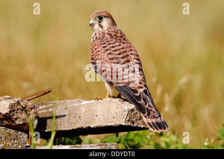 Turmfalke (Falco Tinnunculus), juvenile thront auf einem konkreten Mast, Apetlon, Neusiedlersee, Burgenland, Österreich, Europa Stockfoto