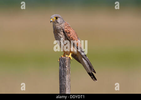 Turmfalke (Falco Tinnunculus), männliche thront auf einem Mast, Apetlon, Neusiedlersee, Burgenland, Österreich, Europa Stockfoto